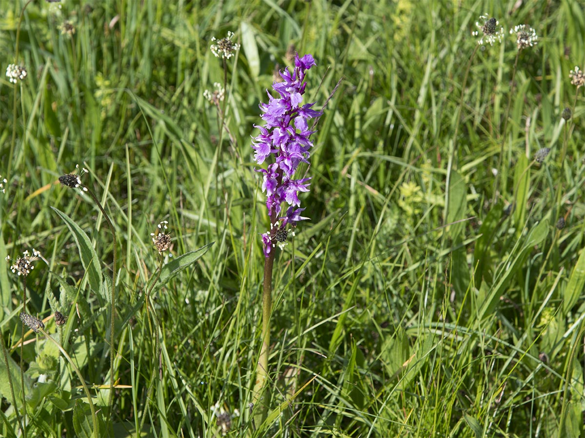 Orchis mascula ssp. signifera